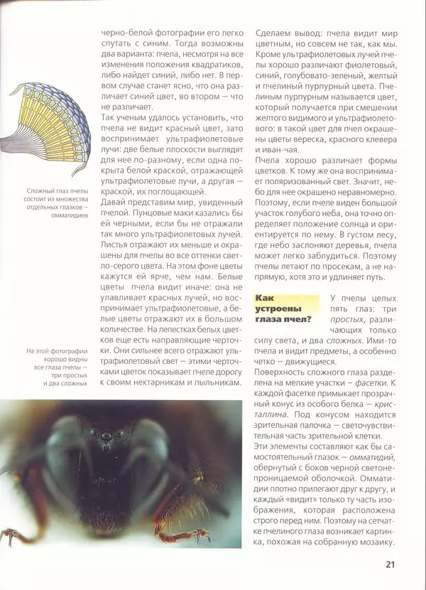 Ольга Короткова - Пчелы, шмели, осы - Страница № 23