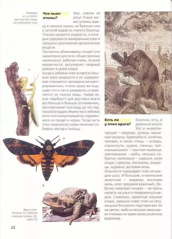 Ольга Короткова - Пчелы, шмели, осы - Страница № 24