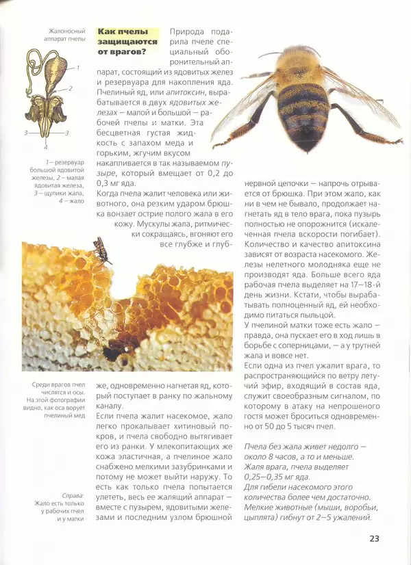 Ольга Короткова - Пчелы, шмели, осы - Страница № 25