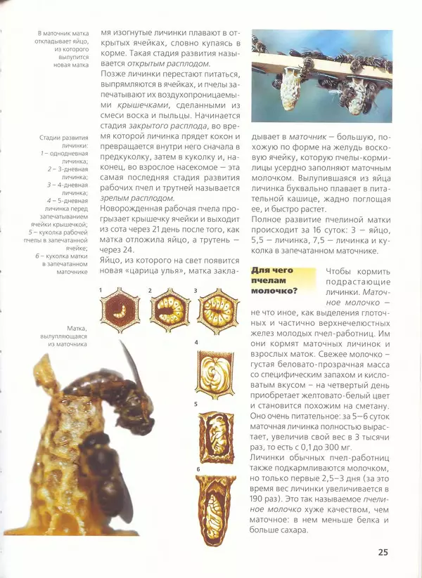 Ольга Короткова - Пчелы, шмели, осы - Страница № 27