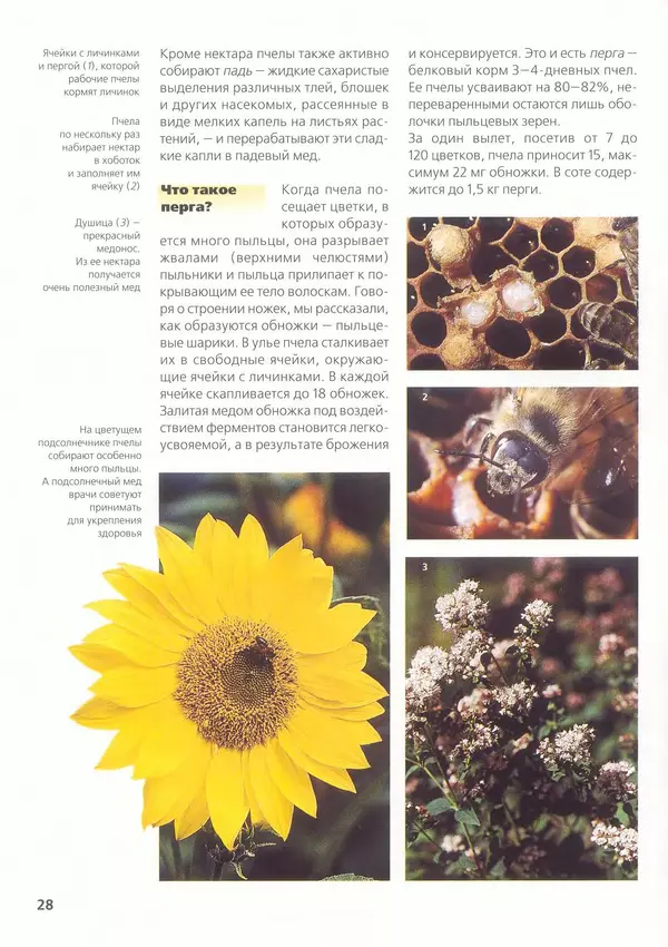 Ольга Короткова - Пчелы, шмели, осы - Страница № 30