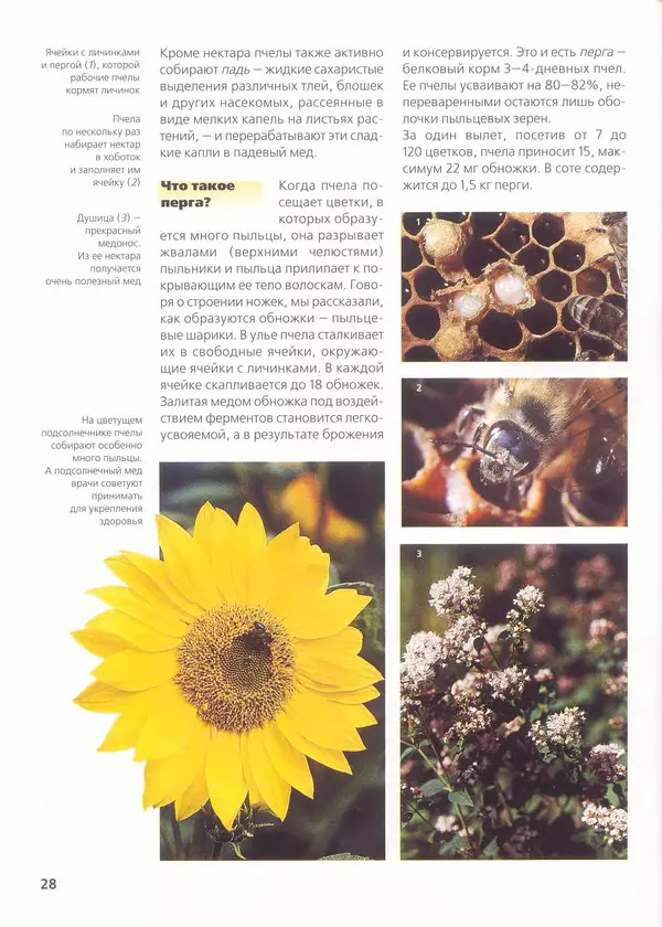 Ольга Короткова - Пчелы, шмели, осы - Страница № 32