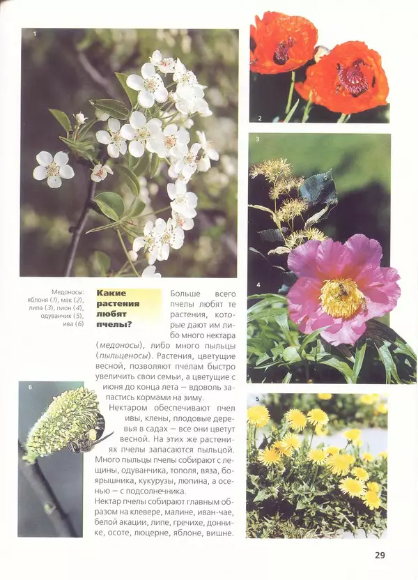 Ольга Короткова - Пчелы, шмели, осы - Страница № 33