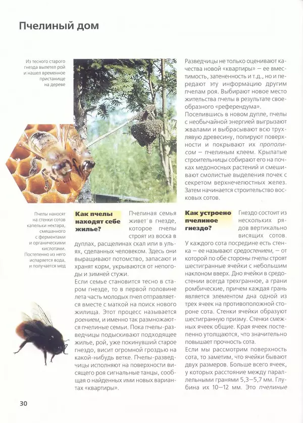 Ольга Короткова - Пчелы, шмели, осы - Страница № 34