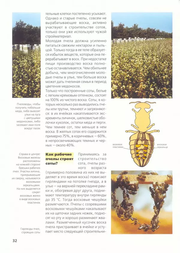 Ольга Короткова - Пчелы, шмели, осы - Страница № 36