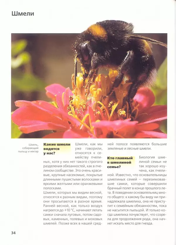 Ольга Короткова - Пчелы, шмели, осы - Страница № 38