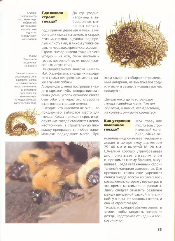 Ольга Короткова - Пчелы, шмели, осы - Страница № 39