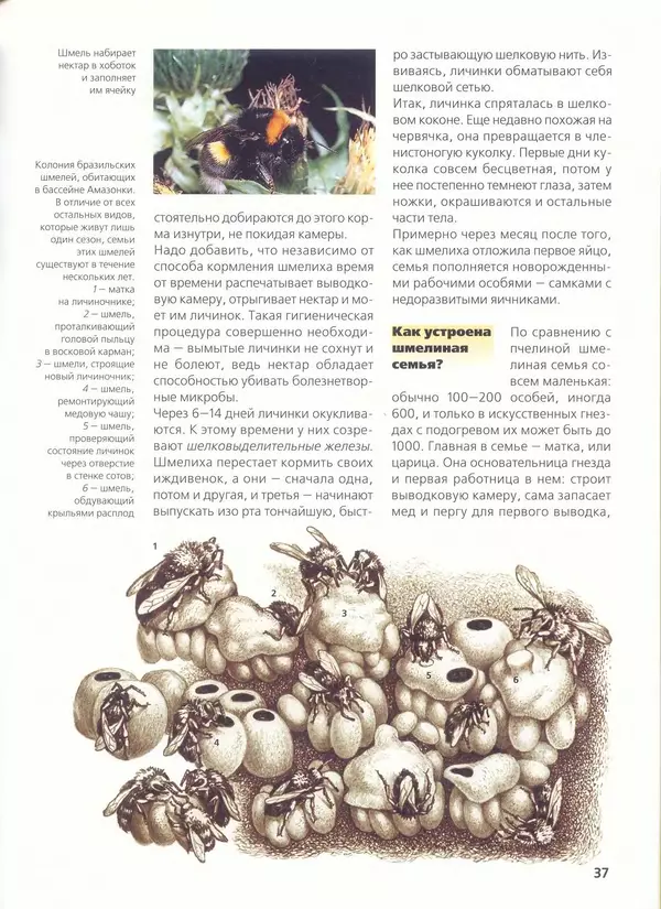 Ольга Короткова - Пчелы, шмели, осы - Страница № 41