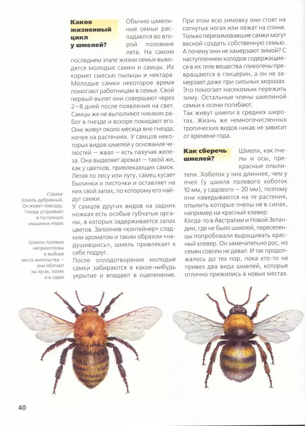 Ольга Короткова - Пчелы, шмели, осы - Страница № 44