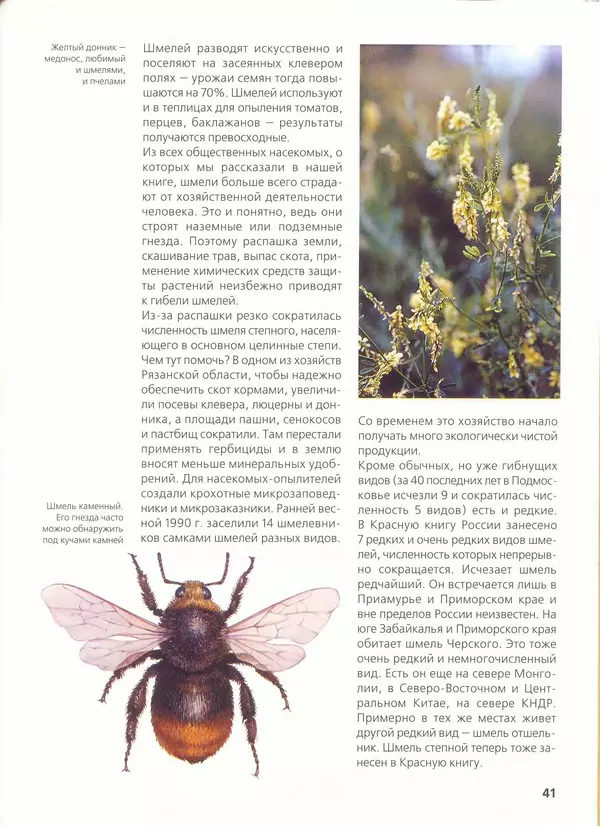 Ольга Короткова - Пчелы, шмели, осы - Страница № 45