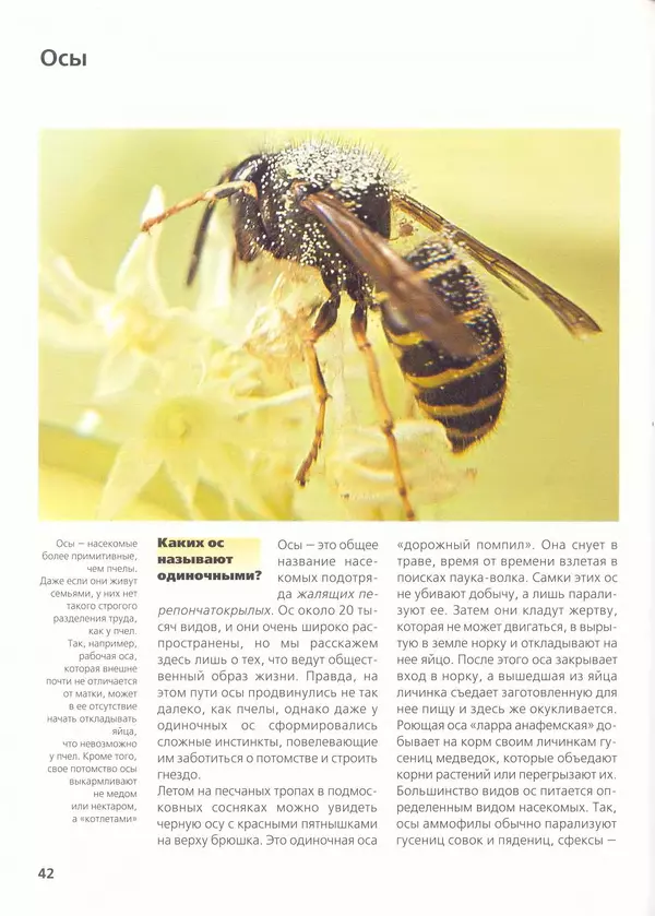 Ольга Короткова - Пчелы, шмели, осы - Страница № 46