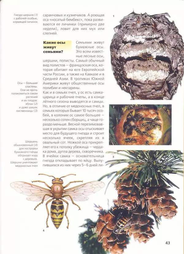 Ольга Короткова - Пчелы, шмели, осы - Страница № 47