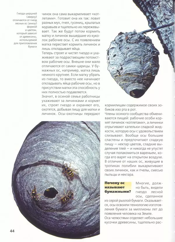 Ольга Короткова - Пчелы, шмели, осы - Страница № 48
