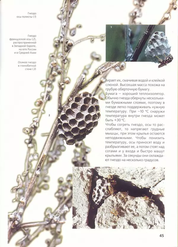 Ольга Короткова - Пчелы, шмели, осы - Страница № 49