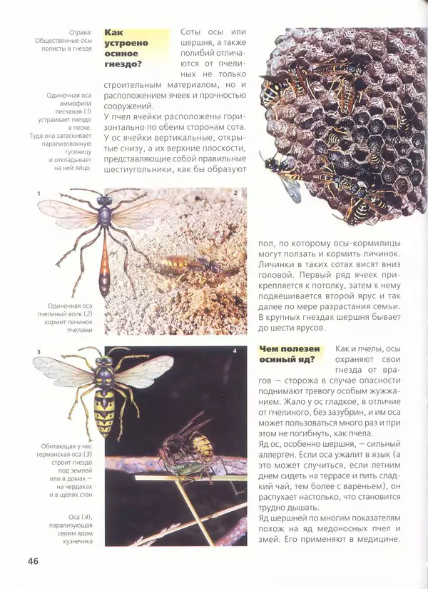 Ольга Короткова - Пчелы, шмели, осы - Страница № 50