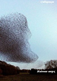 Падение вверх (fb2)