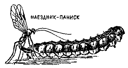 Путешествия около твоего дома. А. Щербаков. Иллюстрация 22