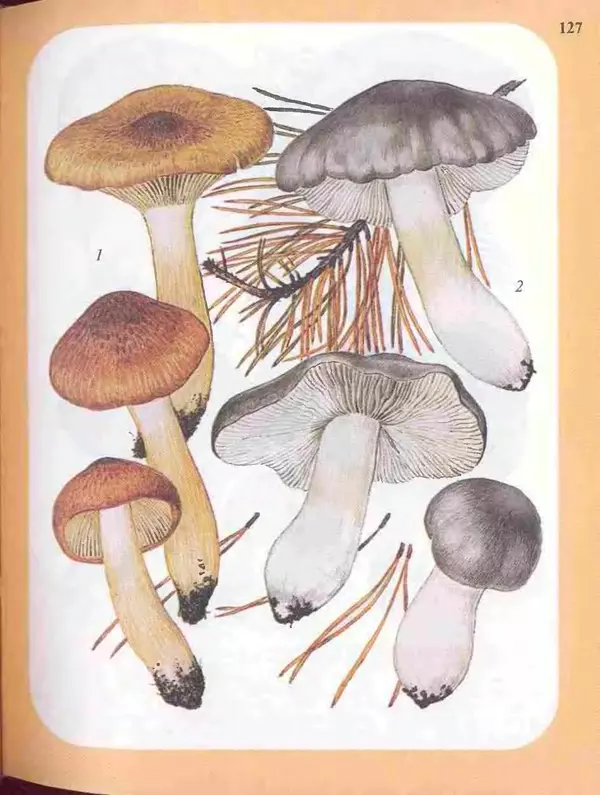 КулЛиб. А. В. Юдин - Большой определитель грибов. Страница № 127