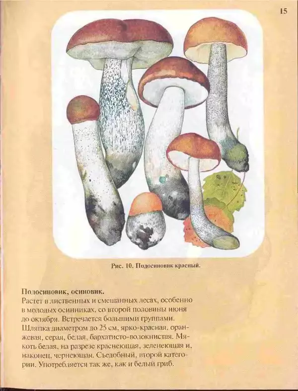 КулЛиб. А. В. Юдин - Большой определитель грибов. Страница № 15