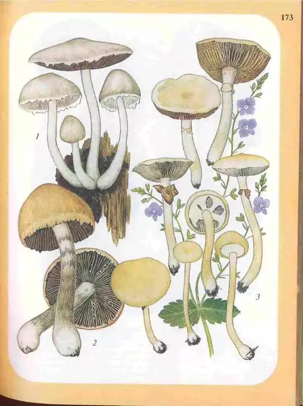 КулЛиб. А. В. Юдин - Большой определитель грибов. Страница № 173