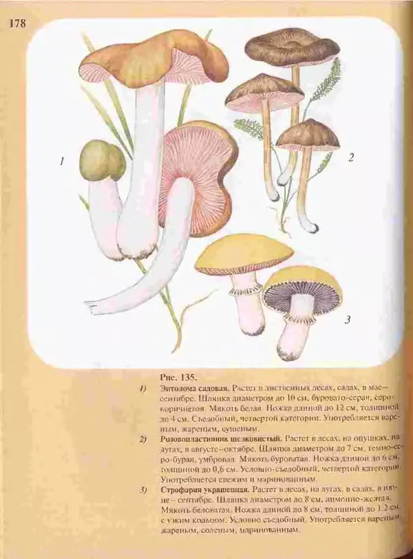 КулЛиб. А. В. Юдин - Большой определитель грибов. Страница № 178