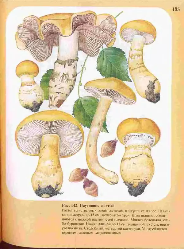 КулЛиб. А. В. Юдин - Большой определитель грибов. Страница № 185