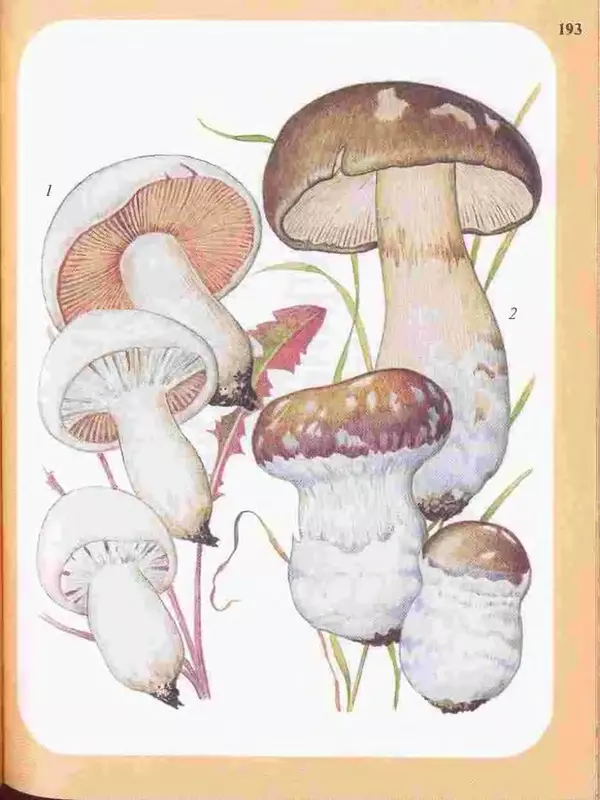 КулЛиб. А. В. Юдин - Большой определитель грибов. Страница № 193
