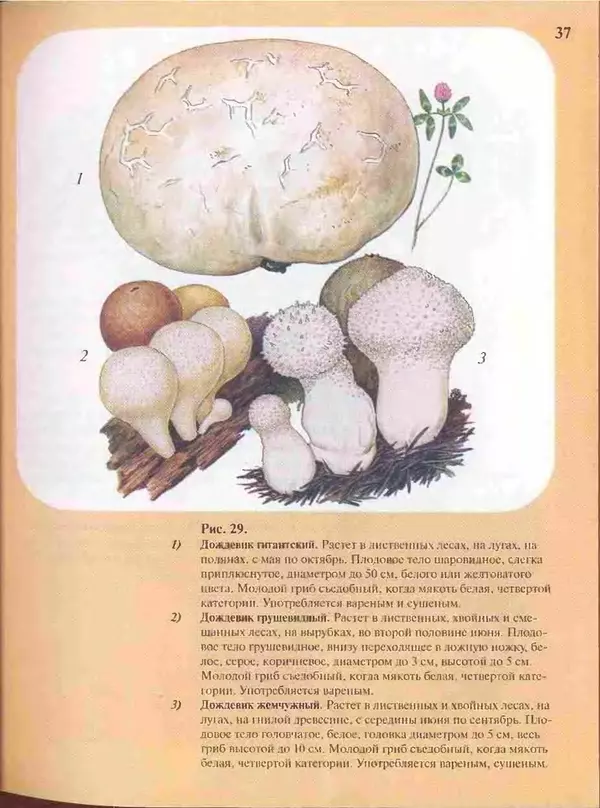 КулЛиб. А. В. Юдин - Большой определитель грибов. Страница № 37