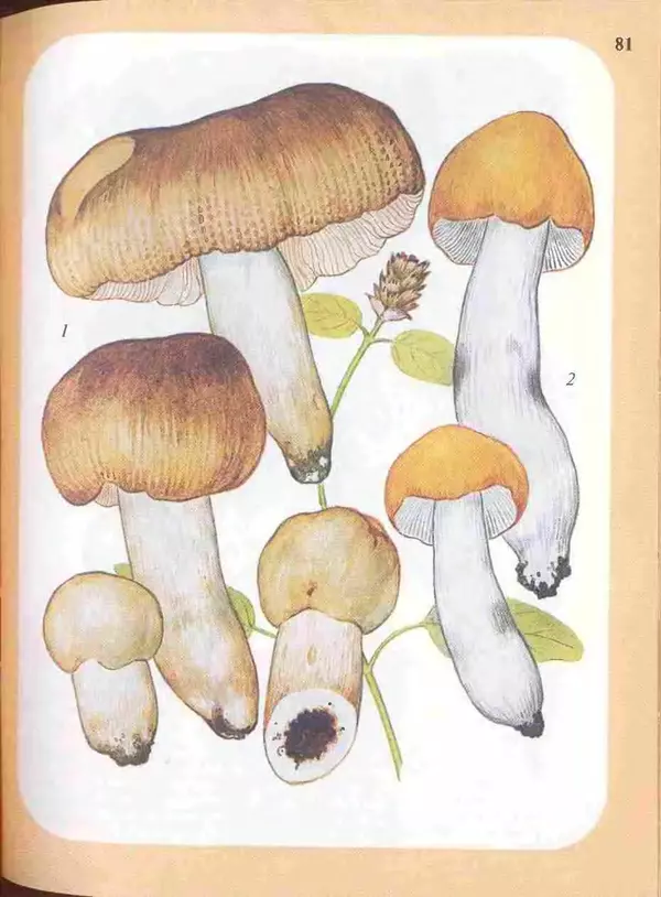 КулЛиб. А. В. Юдин - Большой определитель грибов. Страница № 81