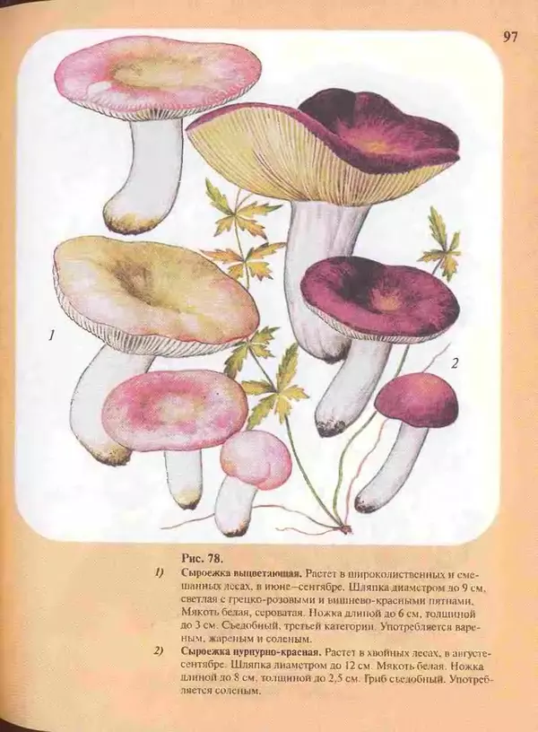 КулЛиб. А. В. Юдин - Большой определитель грибов. Страница № 97